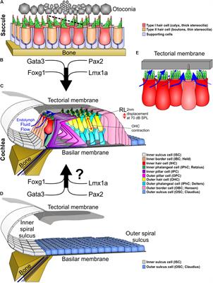 Evolutionary and Developmental Biology Provide Insights Into the Regeneration of Organ of Corti Hair Cells